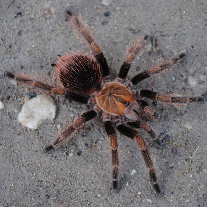 Pamphobeteus sp. 'Mascara' (Mascara Giant Bird-eater) Tarantula