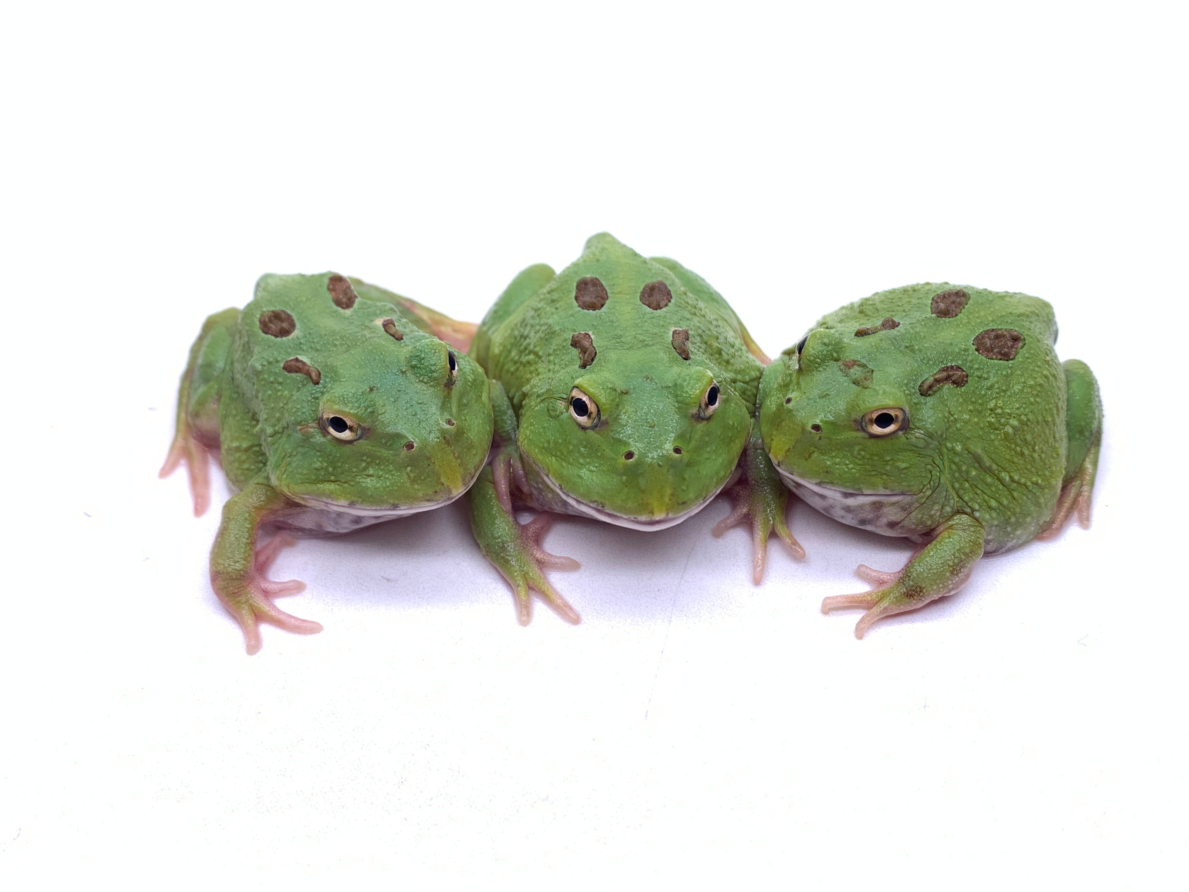Pac-man Frog MATCHA