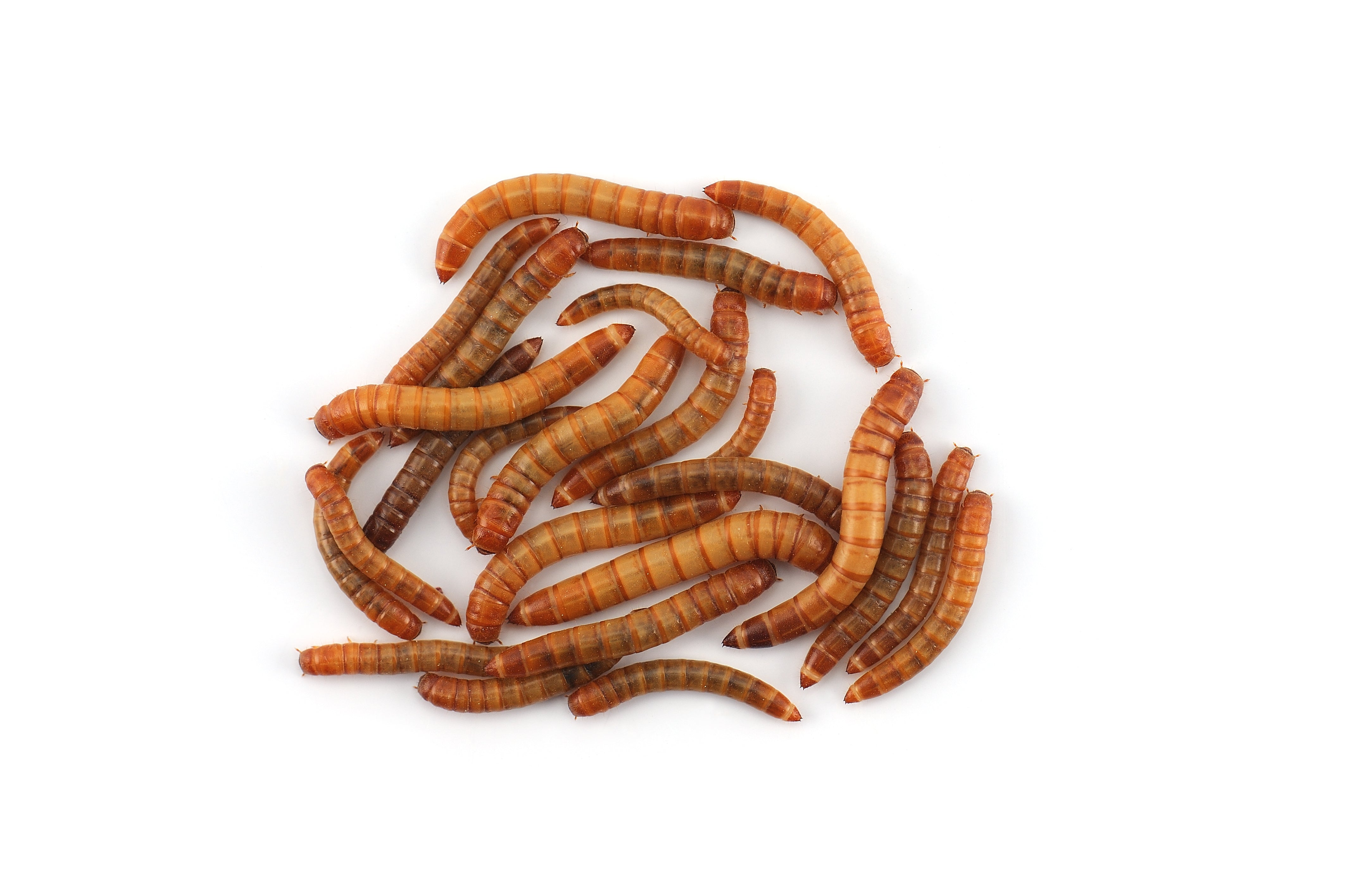 1000 Count CUP SMALL Mealworms