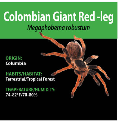 TERRESTRIAL GRAB N GO KIT: Megaphobema robustum (Colombian Giant Redleg) 1.5"+