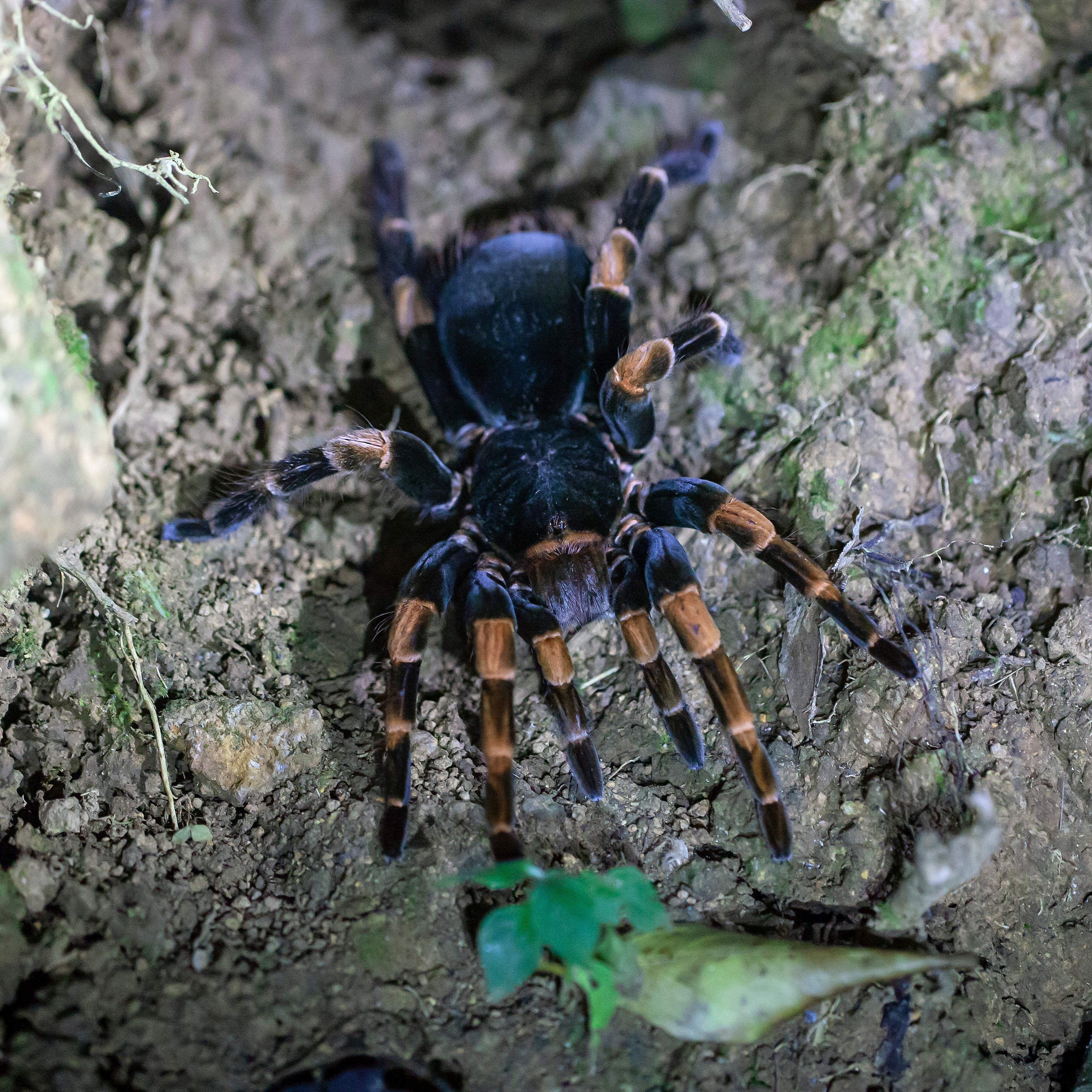 Megaphobema mesomelas (Costa Rican Redleg)