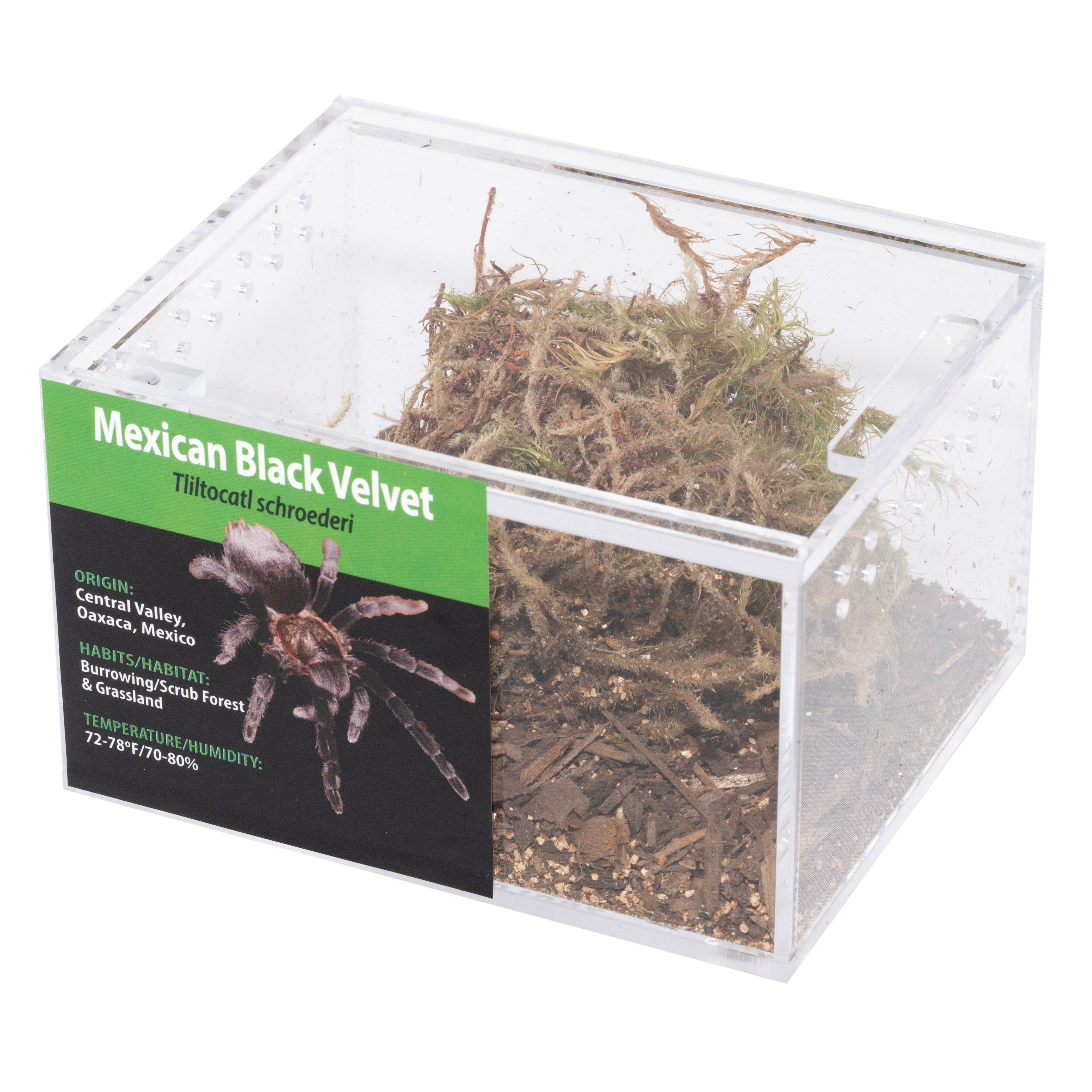 GRAB N GO キット: Tliltocatl (Brachypelma) schroederi (Mexican Black Velvet)