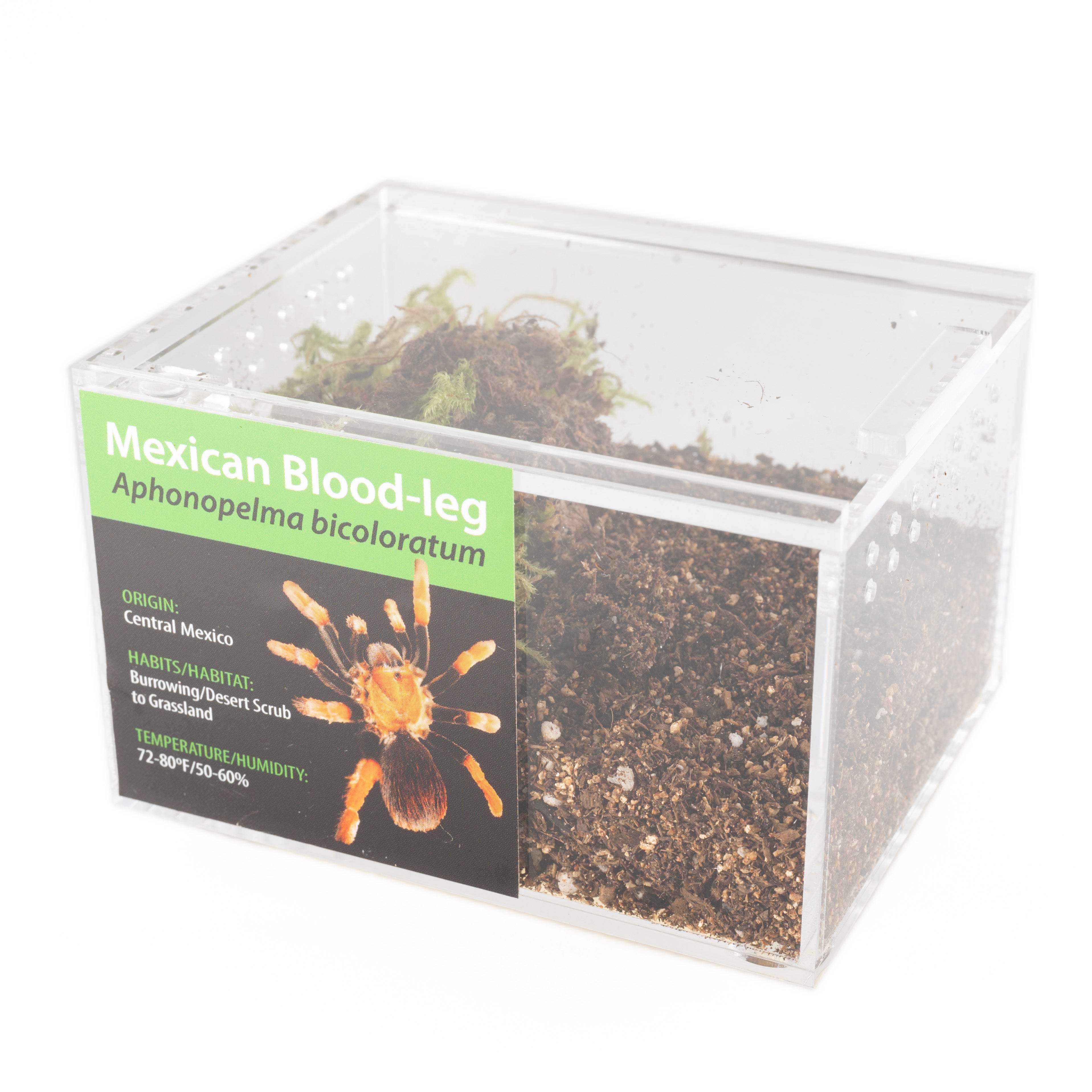 KIT PARA LLEVAR: Aphonopelma bicoloratum (Pata de Sangre Mexicana)
