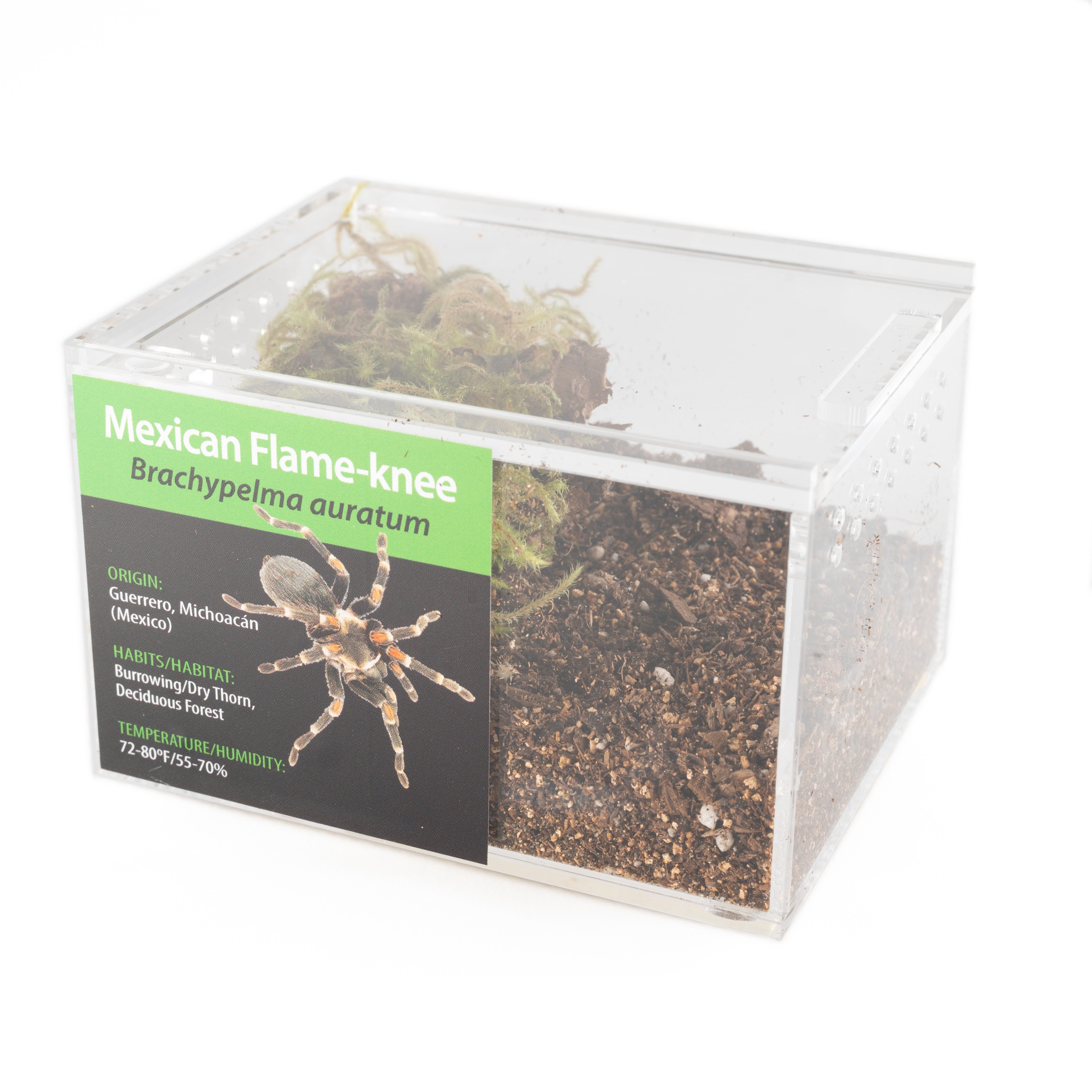 KIT PARA LLEVAR: Brachypelma auratum (Brachypelma auratum)