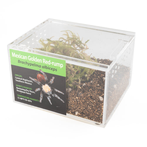 GRAB N GO KIT: Brachypelma albiceps (Mexican Golden Red-rump) 1.5 ...