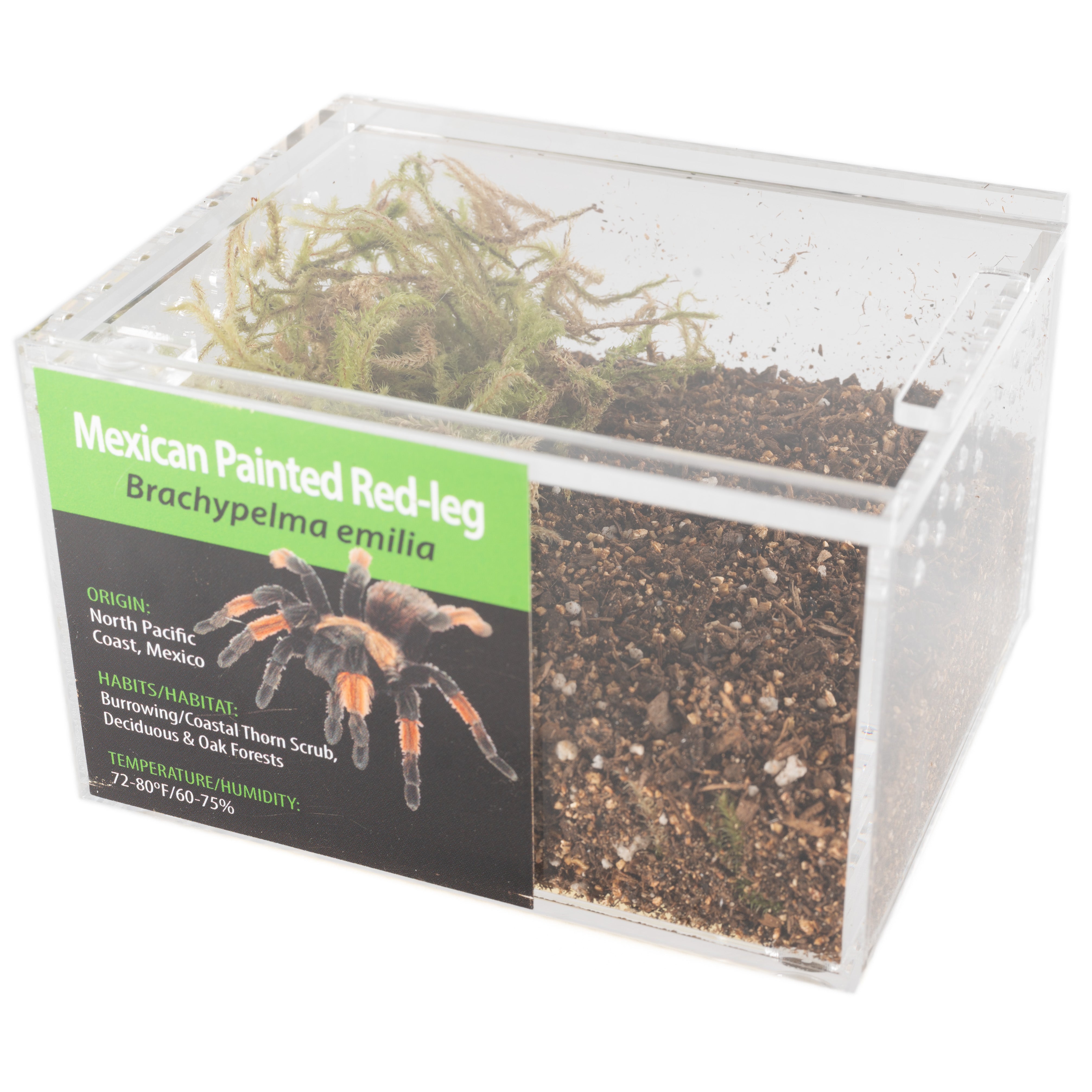 KIT PARA LLEVAR: Brachypelma emilia (mariposa mexicana de patas rojas)