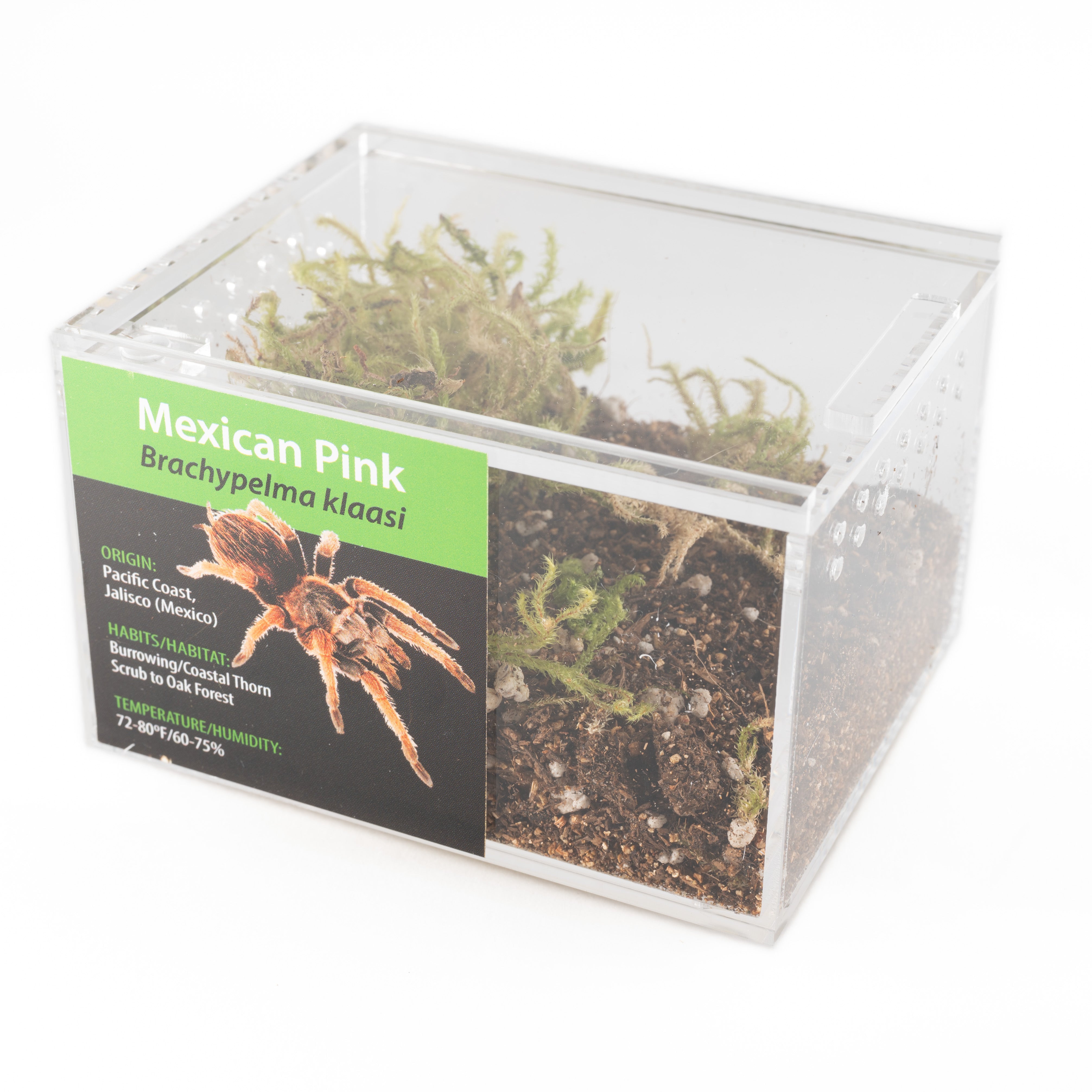 KIT GRAB N GO: Brachypelma klaasi (rosa mexicano)