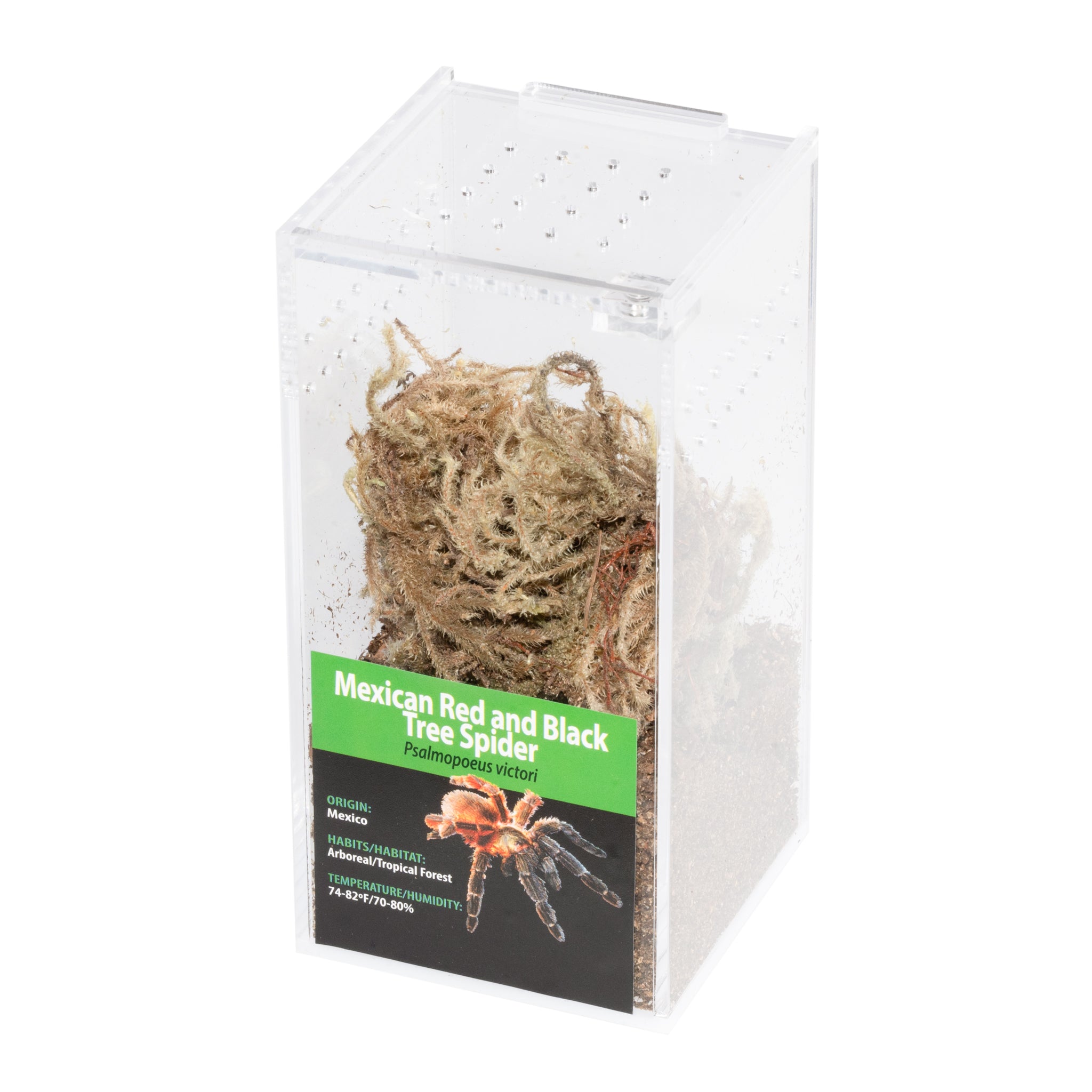 GRAB N GO キット: Psalmopoeus victori (メキシコの赤と黒のツリースパイダー)