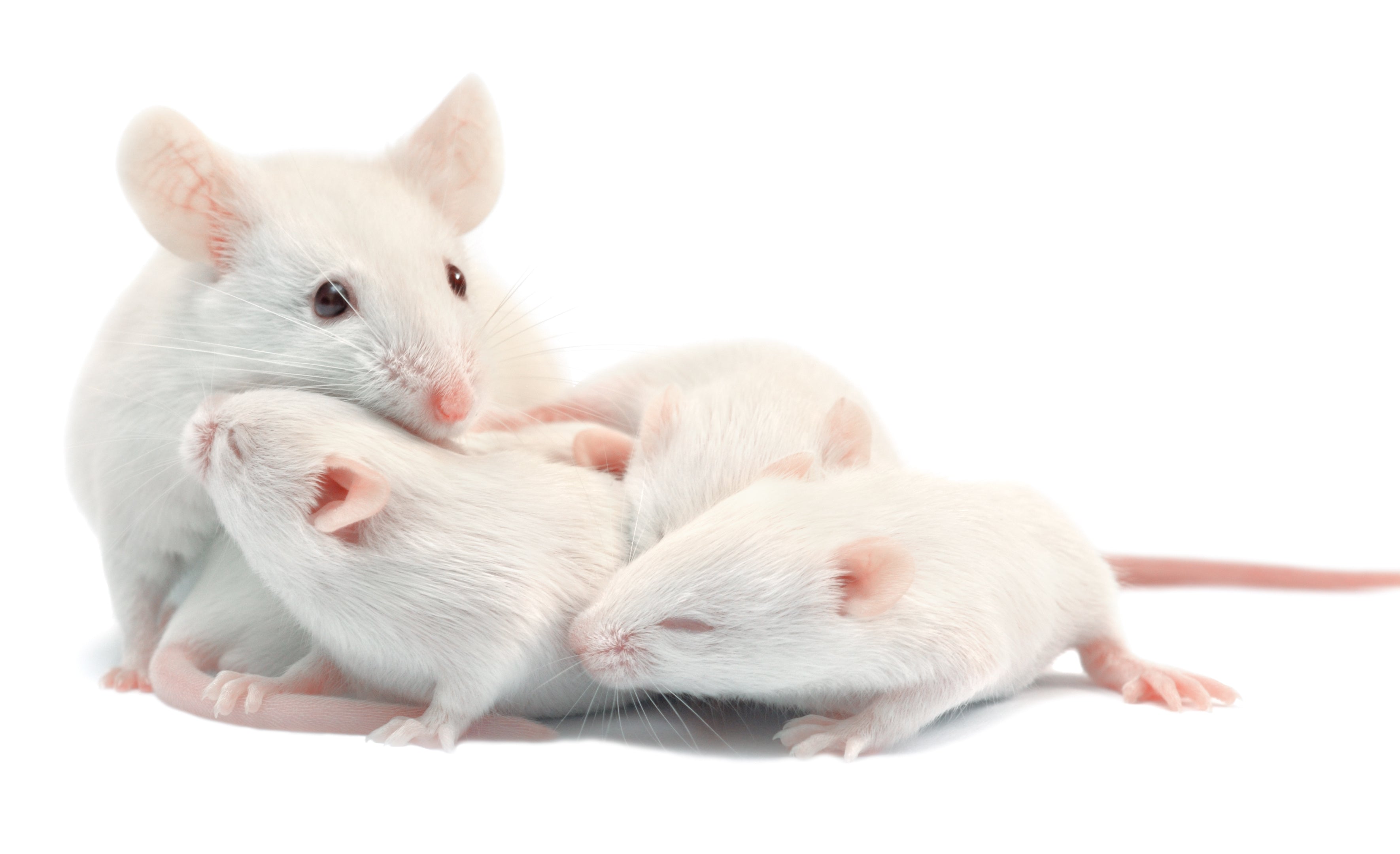 White Mice