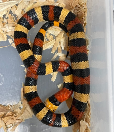 Serpiente Lechera: Poblana
