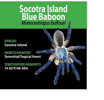 TERRESTRIAL GRAB N GO KIT: Monocentropus balfouri (Socotra Island Blue Baboon) 1.5"+
