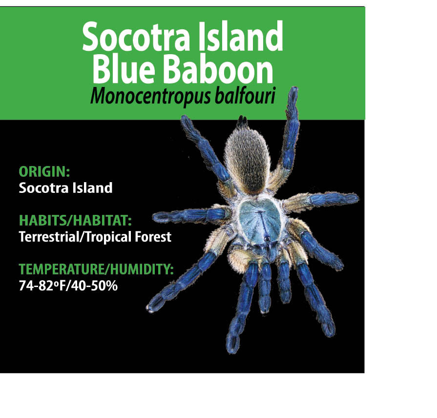 TERRESTRIAL GRAB N GO KIT: Monocentropus balfouri (Socotra Island Blue Baboon) 1.5"+