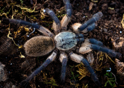 TERRESTRIAL GRAB N GO KIT: Monocentropus balfouri (Socotra Island Blue Baboon) 1.5"+