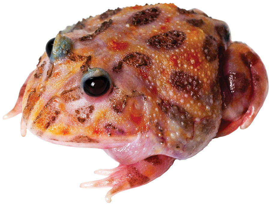 GNG Kit: Pacman Frog - MUTANT
