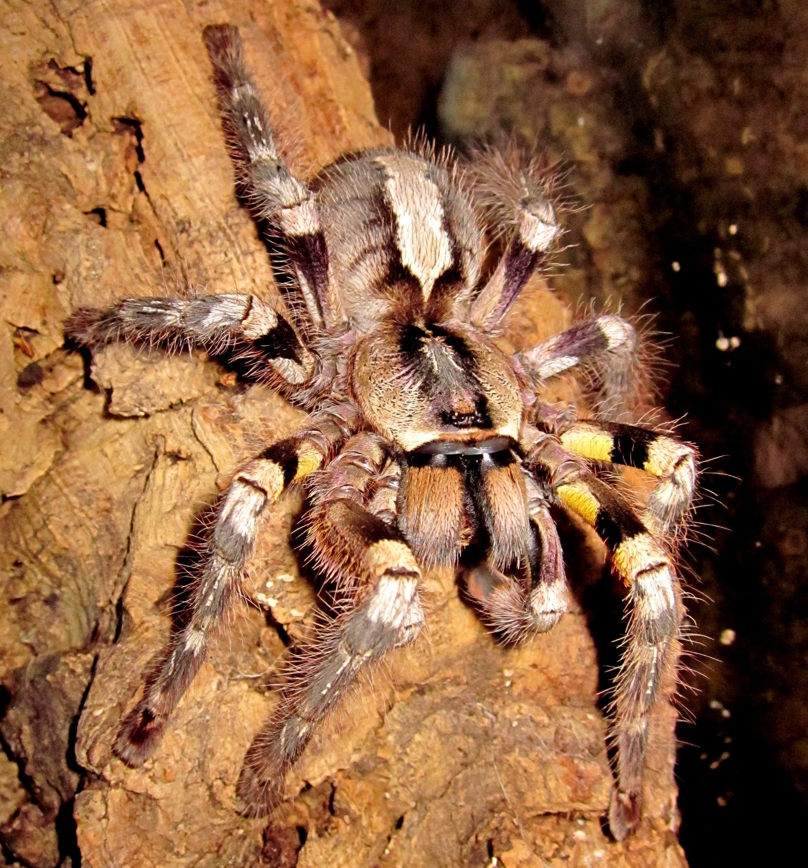 Poecilotheria striata (Mysore Ornamental) Tarantula