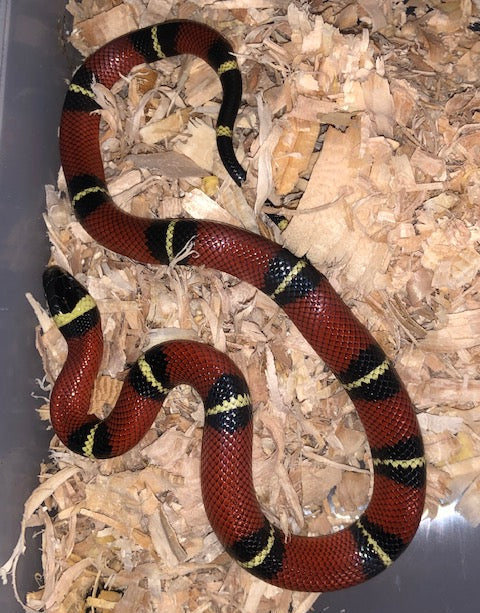 Milksnake: Nelson's