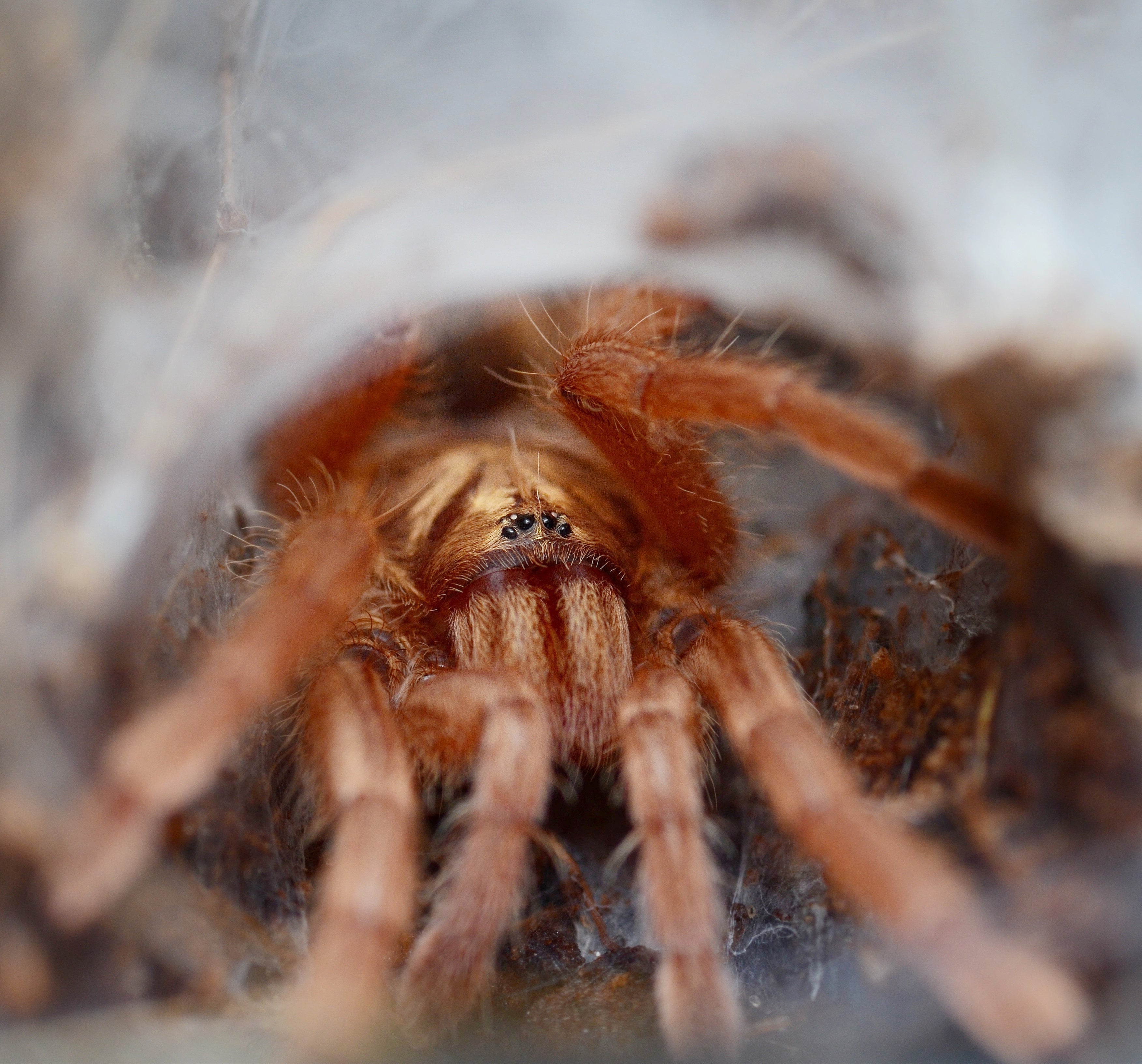 Neoholothele incei "Gold" (Trinidadian Dwarf Gold) Tarantula