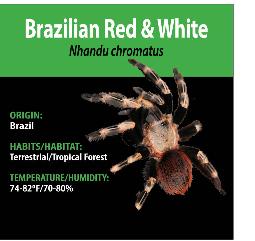 TERRESTRIAL GRAB N GO KIT: Vitalius chromatus (Brazilian Red & White) 1.5"+