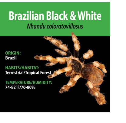 TERRESTRIAL GRAB N GO KIT: Nhandu coloratovillosus (Brazilian Black & White) 1.5"+