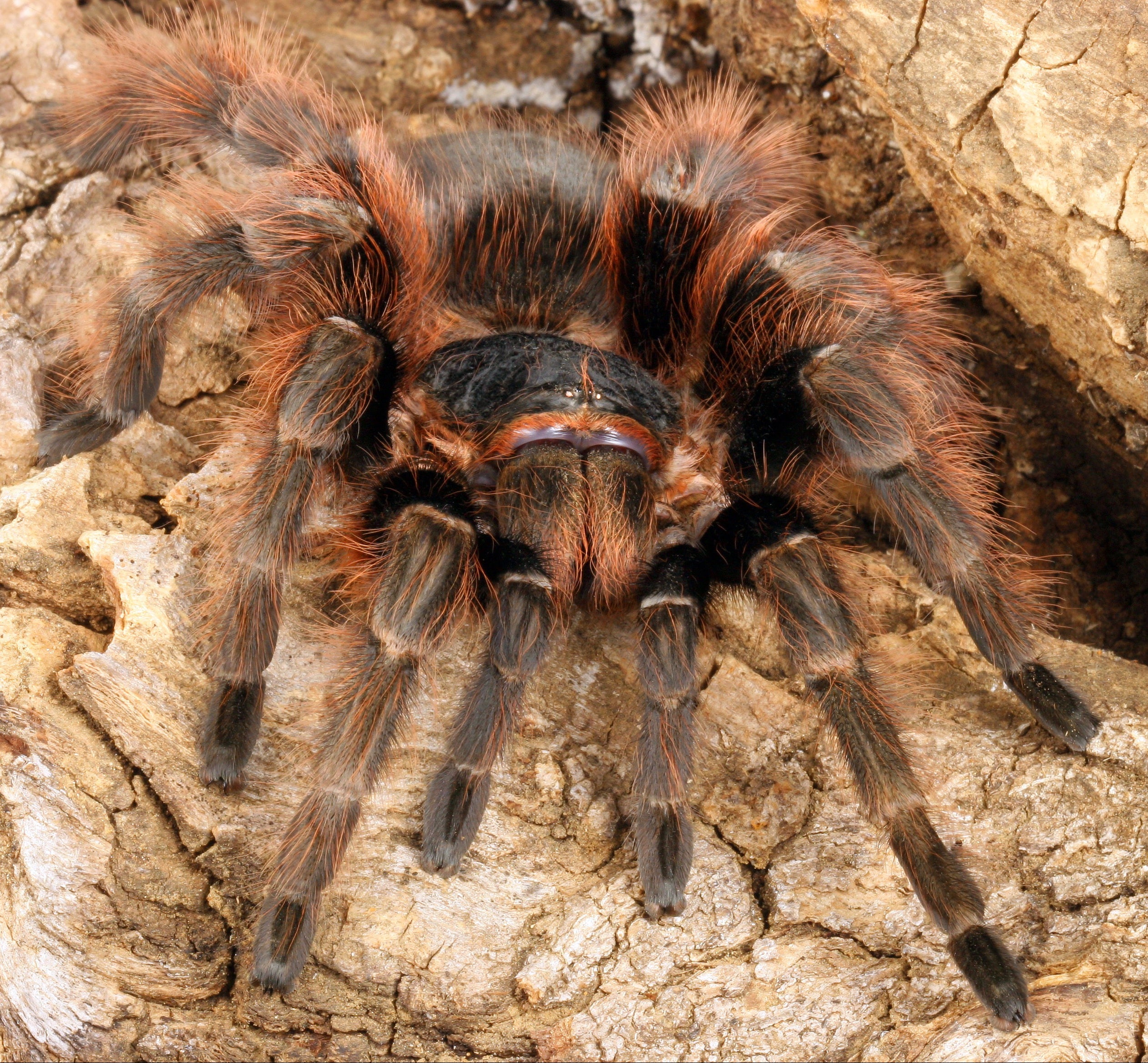 Nhandu carapoensis (Brazilian Red) 3 - 4" SUB ADULT PAIR