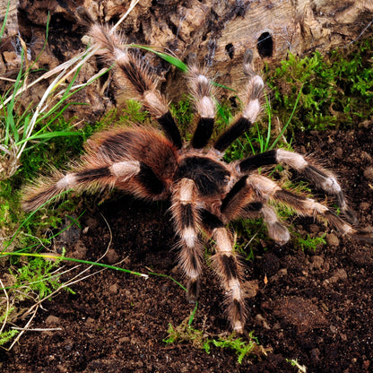 TERRESTRIAL GRAB N GO KIT: Nhandu coloratovillosus (Brazilian Black & White) 1.5"+