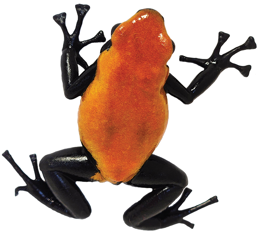Dart Frog ORANGE GALACTONOTUS