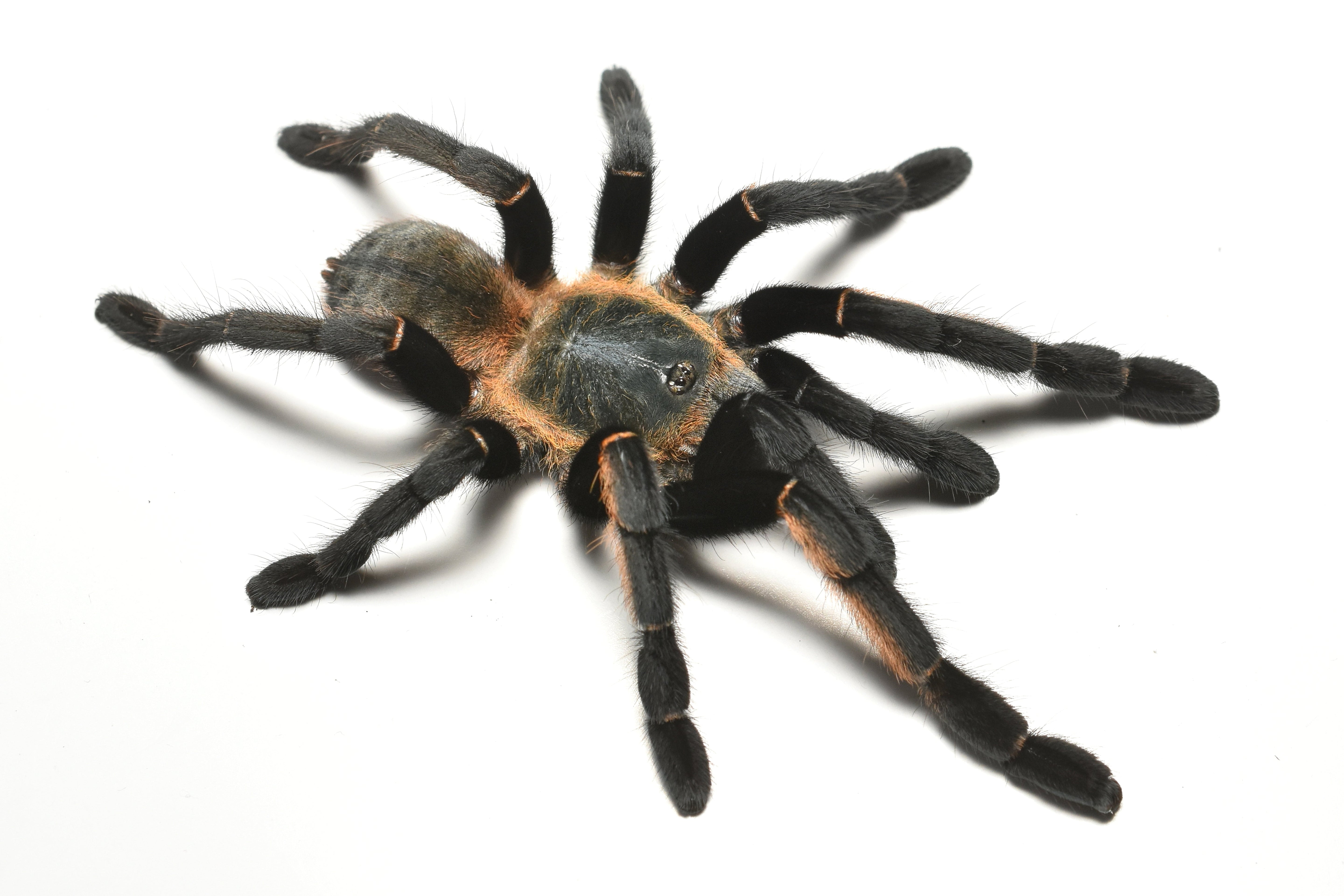 Ornithoctonus aureotibialis (Thai Golden Fringe) .5"