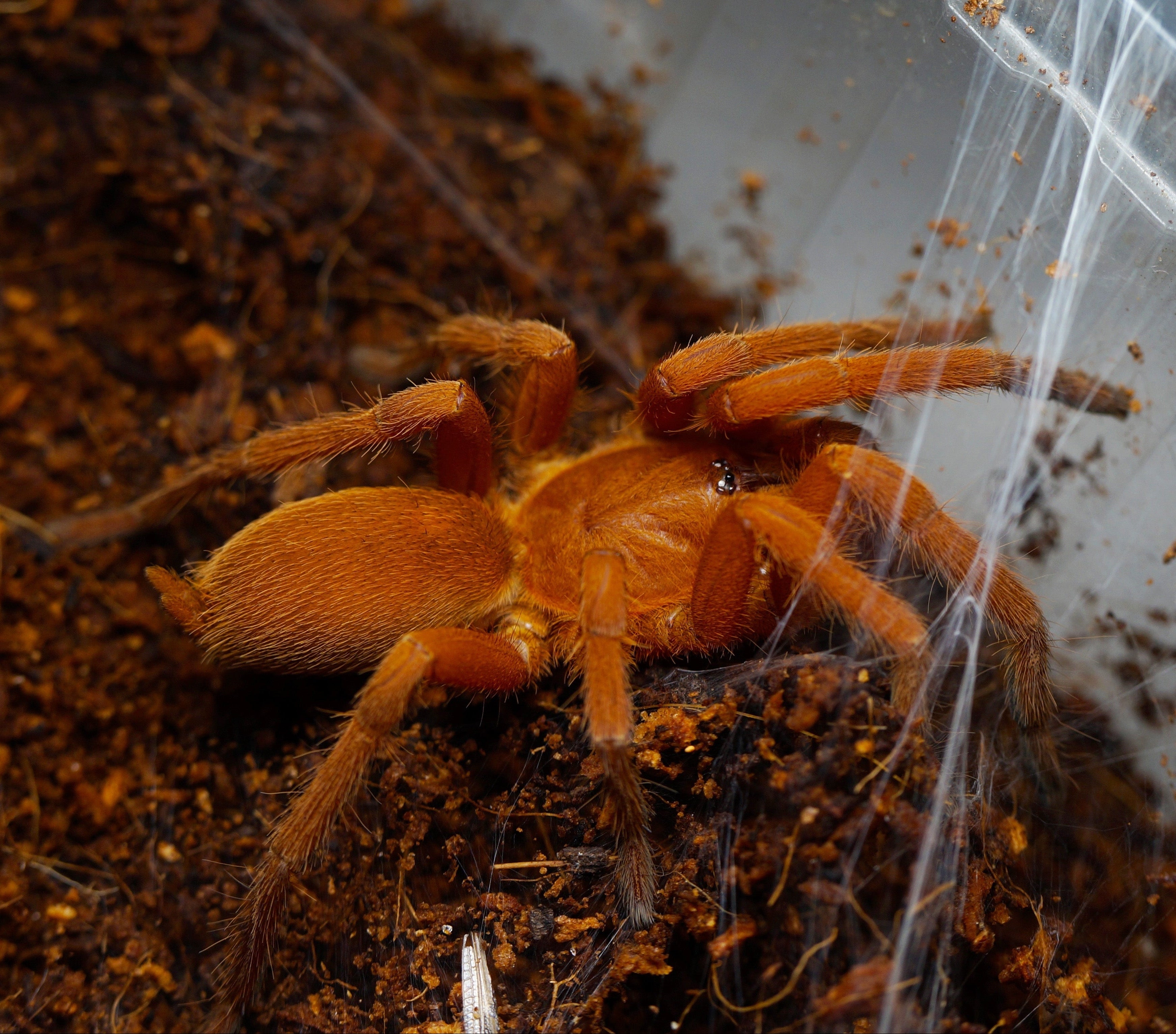 Orphnaecus philippinus (Philippine Tangerine) Tarantula