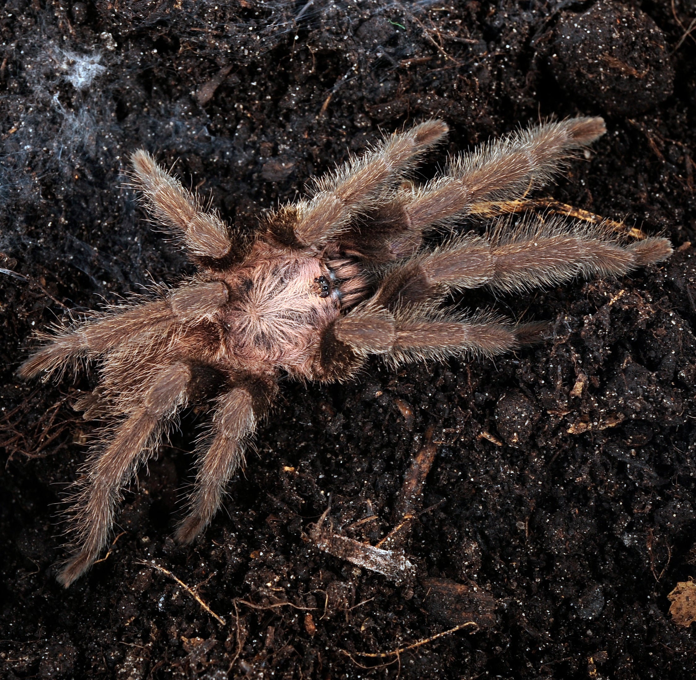 Orphnaecus sp. Cebu (Cebu Island Earth-tiger)