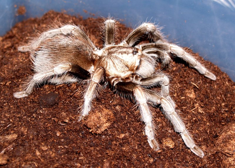 Lasiodorides polycuspulatus (Peruvian Blonde Bird-eater) Tarantula
