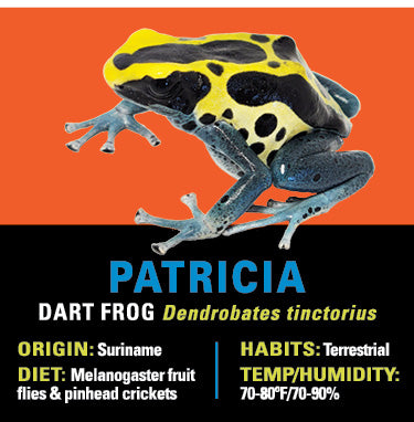 GRAB N GO KIT: Dart Frog - PATRICIA