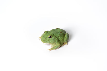 Pac-man Frog