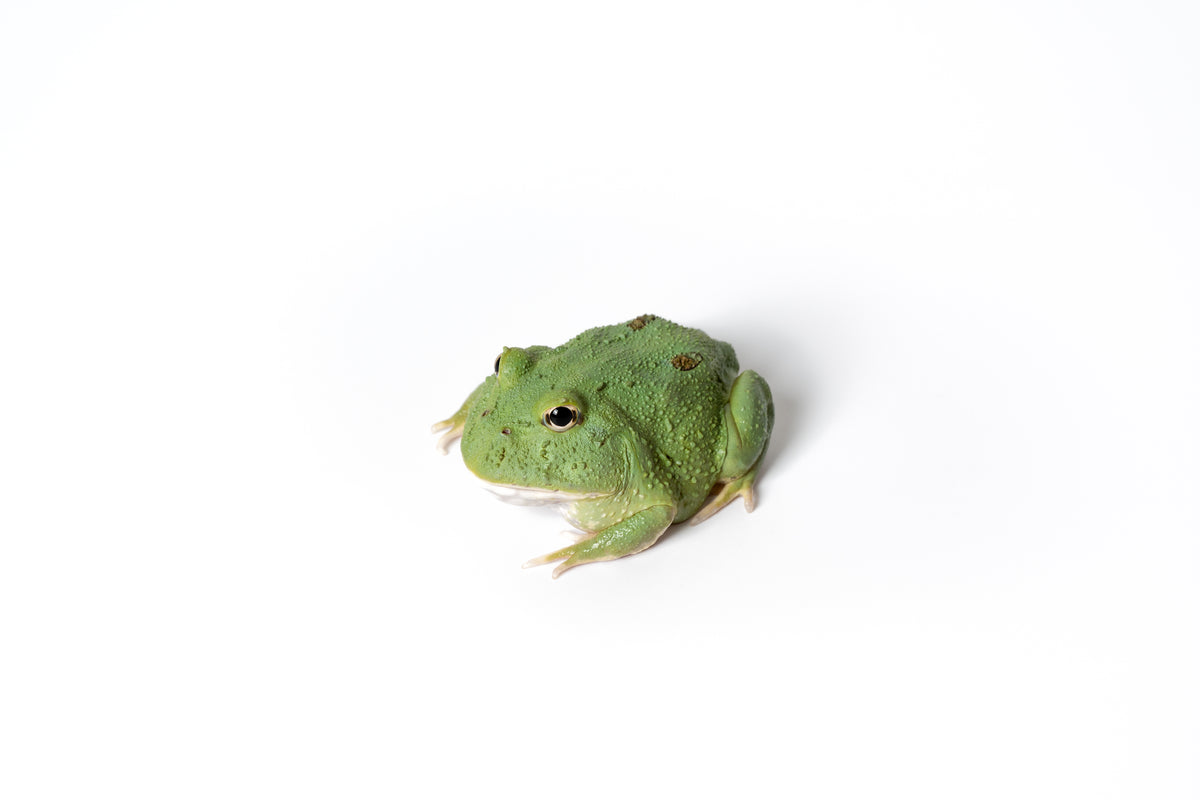 Pac-man Frog