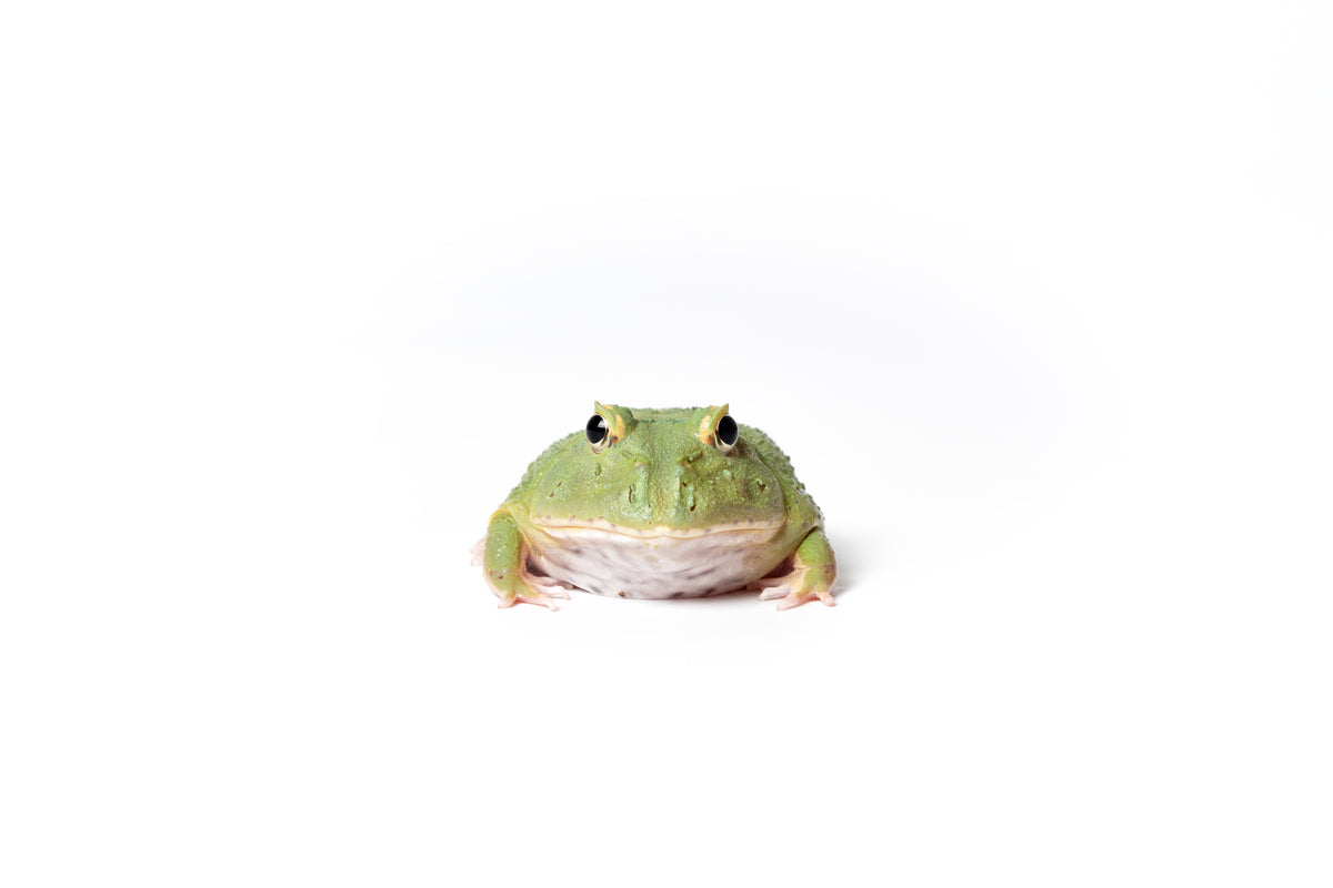 Pac-man Frog