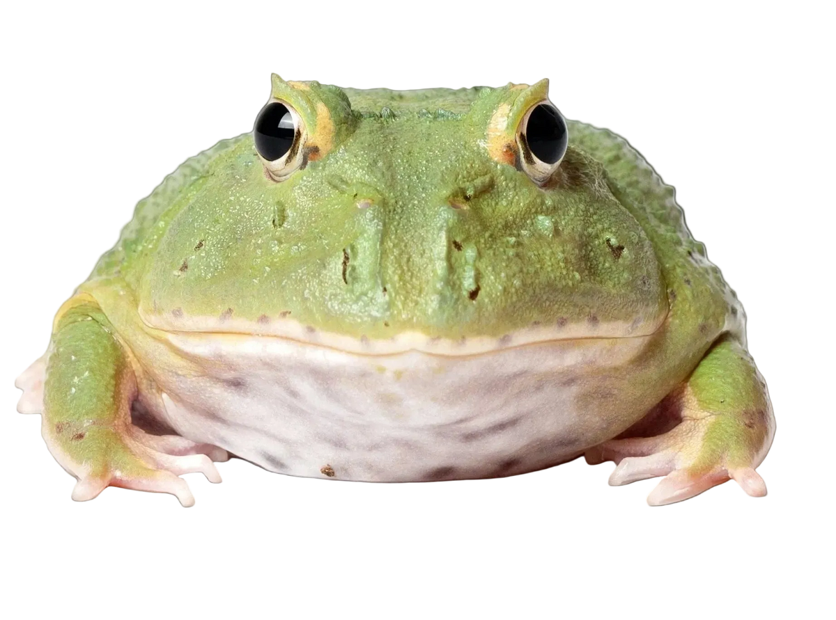 Pacman Frog 2 SPOT MATCHA