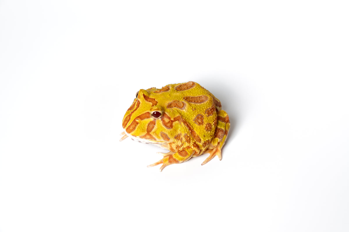 Pac-man Frog