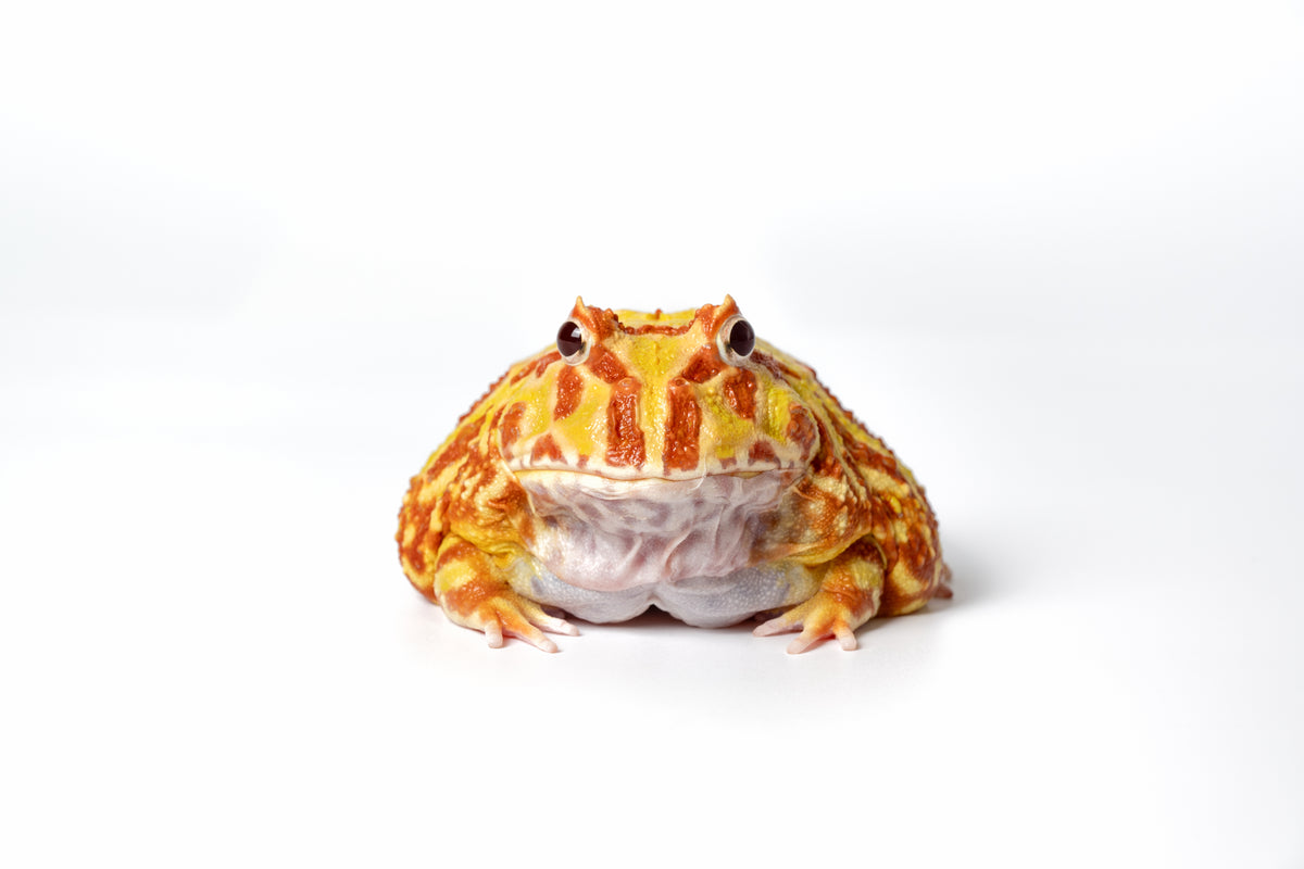 Pac-man Frog