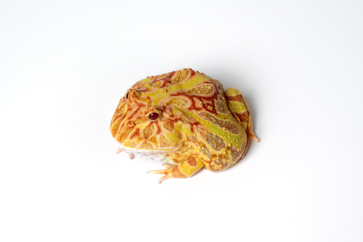 Pac-man Frog