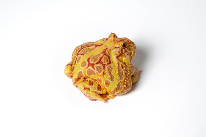 Pac-man Frog