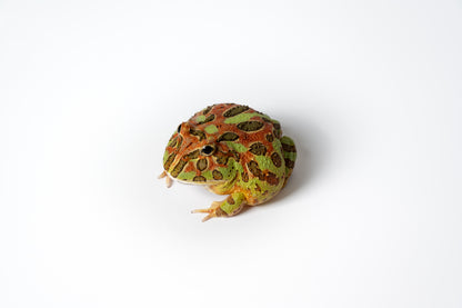 Pac-man Frog