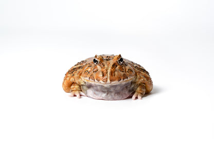 Pac-man Frog