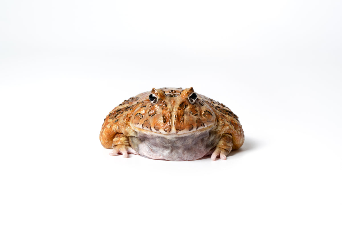 Pac-man Frog