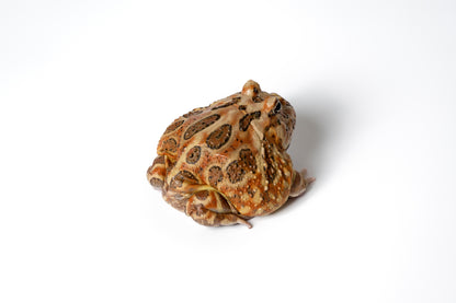 Pac-man Frog