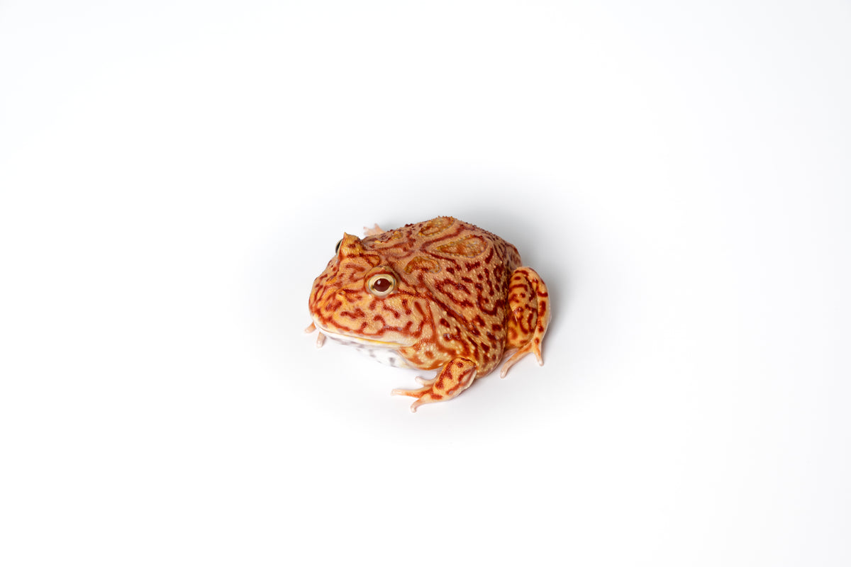 Pac-man Frog
