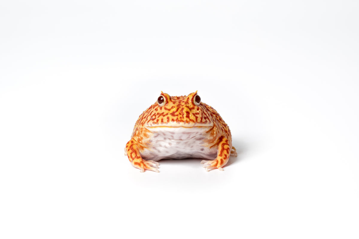Pac-man Frog