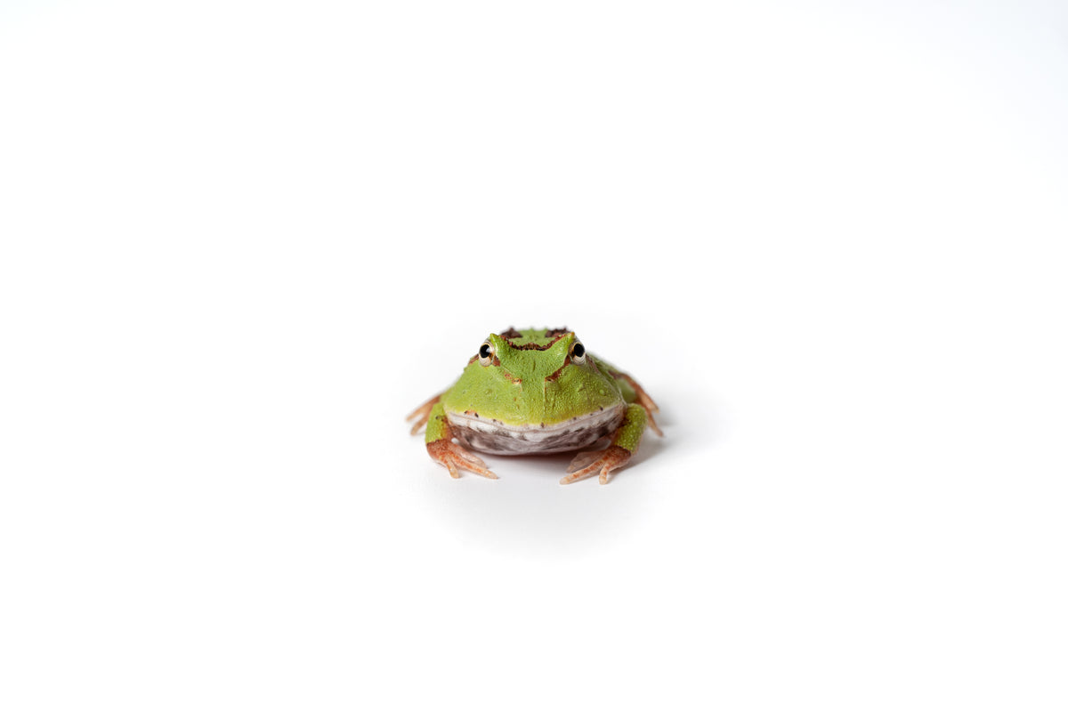 Pac-man Frog
