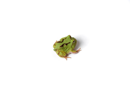 Pac-man Frog