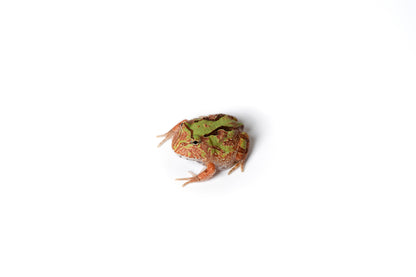 Pac-man Frog