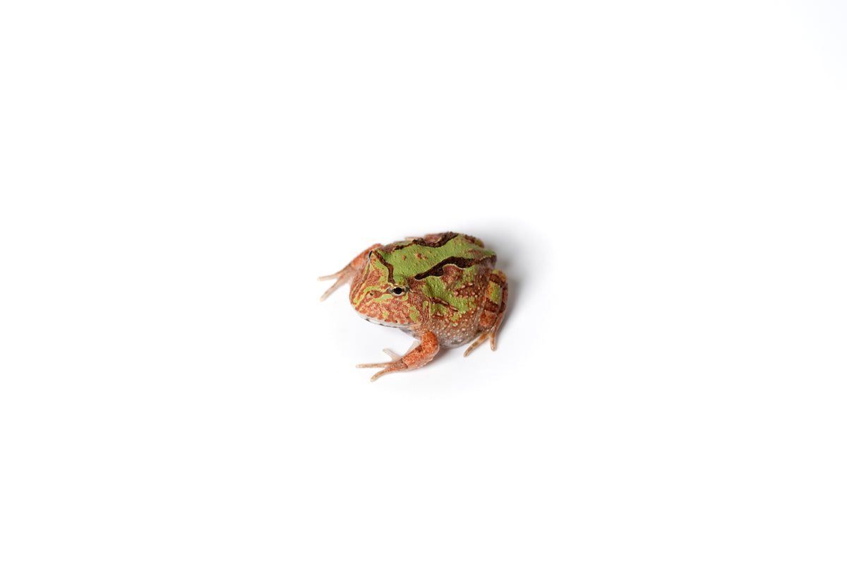 Pac-man Frog
