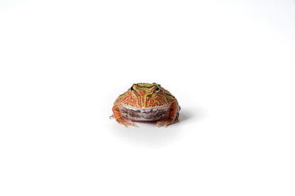Pac-man Frog